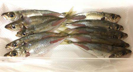 久々のアオリキャッチと痛恨のミス！